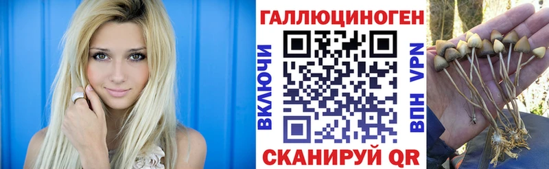 Псилоцибиновые грибы Psilocybine cubensis  Городовиковск 